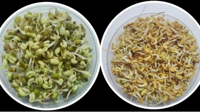 Seeds for space: Green Gram and Fenugreek from Dharwad sent to ISS to experiment
