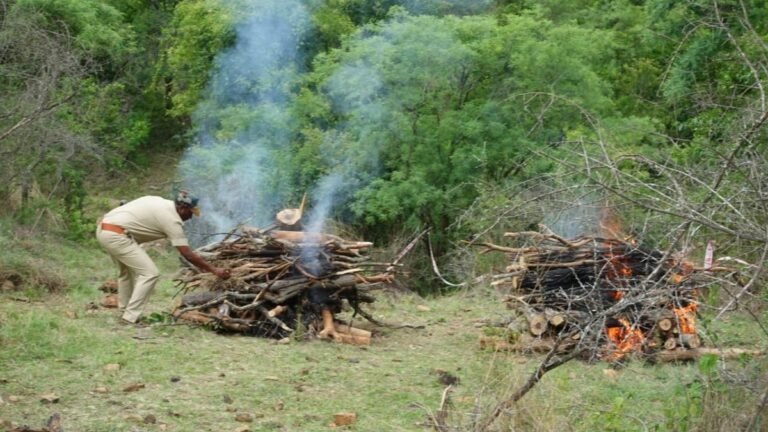 Tigers cremated after postmort; Khandre ensures strict steps against those who are responsible for their death