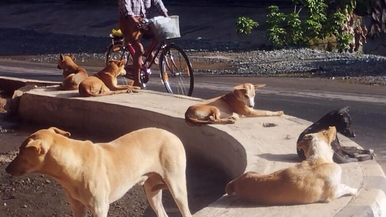 Wandered dogs under observation of rabies in ABC center