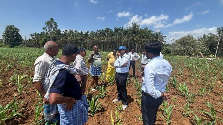 Corn growers worried about fungal infection affecting crop