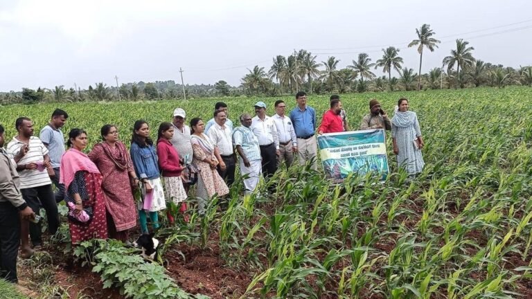 Downy mold: Scientists visit corn farms in Hassan