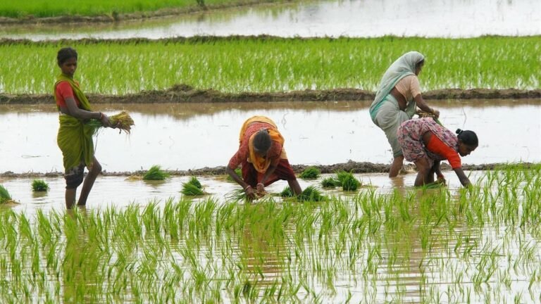 Kharif area rises, touches 8.93 million hectares Tech Word News