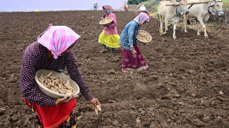 Nabard, nirca to train chilli, turmeric farmers in technology after harvest after harvest