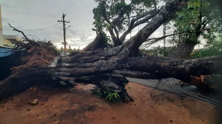 The heavy wind catches the Banyan tree in Narthalai
