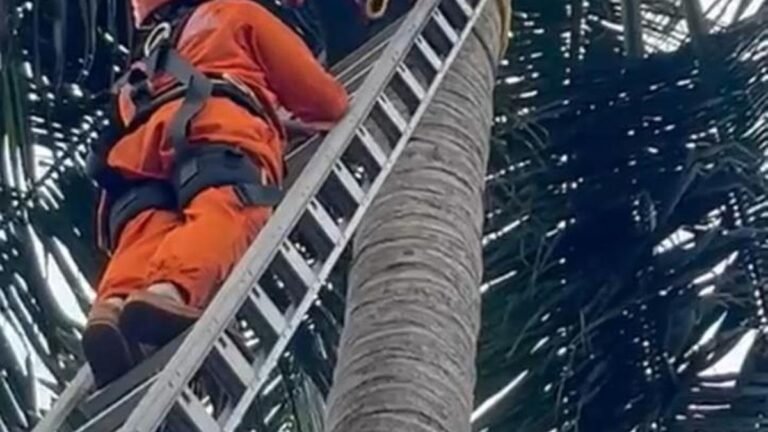 Firefighters Rescuers who fell unconscious on top of a tree in Kochi