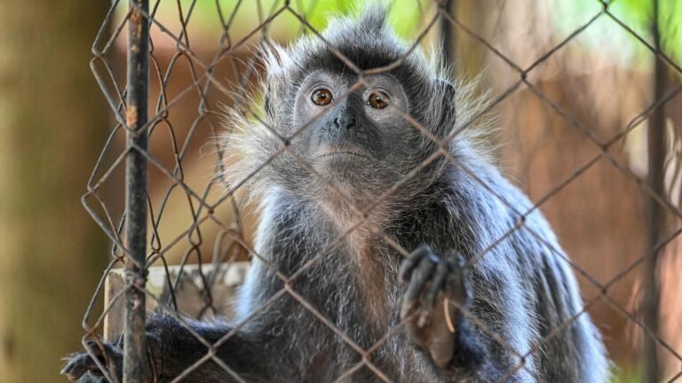 Monkey turns jewelry thief, catching a handbag devoted to 20 laches jewelry in Vrindavan | The news today
