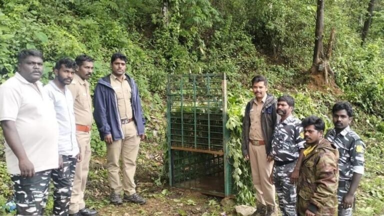 Cages, Camera trap located in Valparai Tea Estate Pro Leopard that killed daughter of a migrating worker