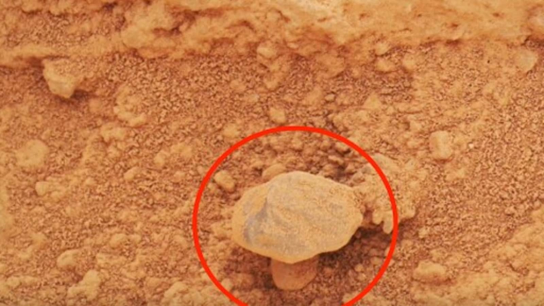 Mushroom on Mars? The blog post claims that the Red Planet will see signs of life Tech Word News