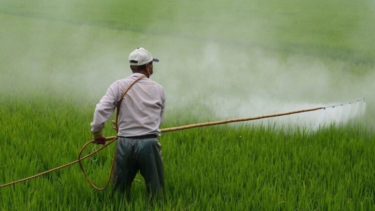 After Panjab, Haryan can prohibit harmful pesticides, help Indian basmati rice clear strict overseas standards | Tech Word News