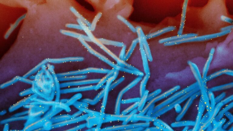 The Chinese duo took place above the “potential agroterrorist weapon”: a view of the outbreaks linked to China, which disrupted life around the world | The news today