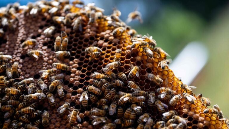 Why are thousands of bees swarming through New York City? These videos could “scare” you Tech Word News