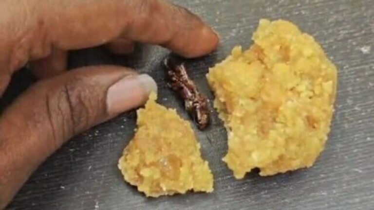 Andhra Pradesh: The devotee says that the cockroach found in the temple srisailam devasthanam; Netizens say “unacceptable” Watch | Tech Word News