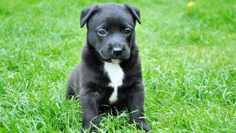 Black dogs are pulled out without anesthesia on a living stream, sold online as a cure against evil spirits Tech Word News