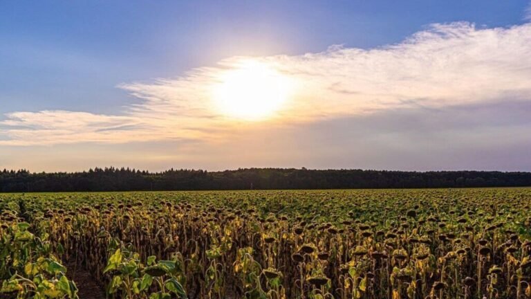 Heatwave warning in Europe: England, Wales reel under the heat; Mercury expected to rise | Tech Word News