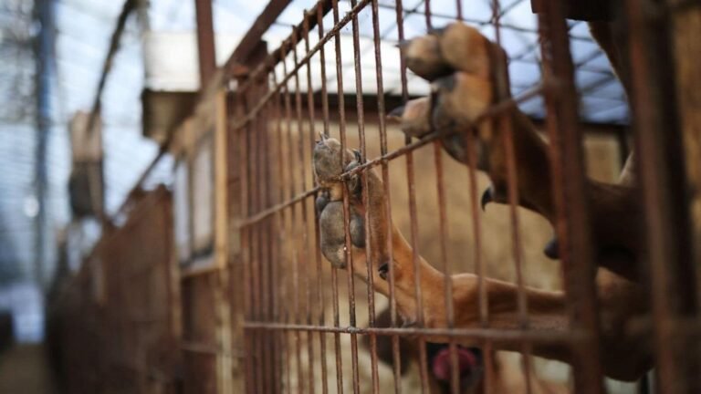 South Korea prohibits the industry of dog meat, but questions persist over the fate of half a million dogs: Message | Tech Word News
