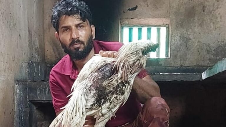 Stray Dogs are attacking a poultry farm, killing several birds in Kerala’s Kasaragod