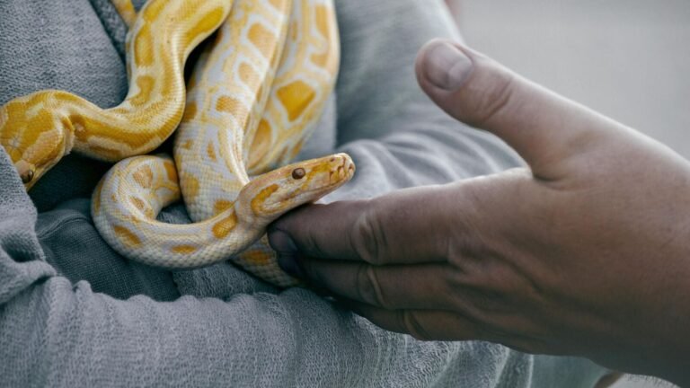 Man found with snakes hidden in chocolate boxes at the airport in Mumbai Tech Word News
