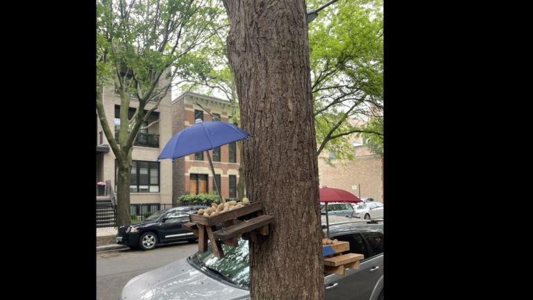 Optical illusion with squirrel attacked the Internet – can you see it? | The news today