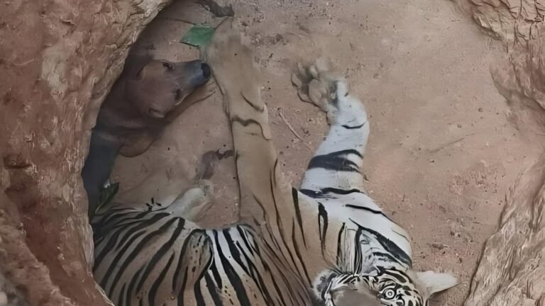 For imprisoned predator and prey, instinct survive the rewriting to hunt: experts