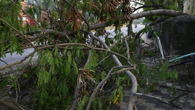 Students claim to cut trees on Agri University, but VC says invasive weeds have been cleaned up