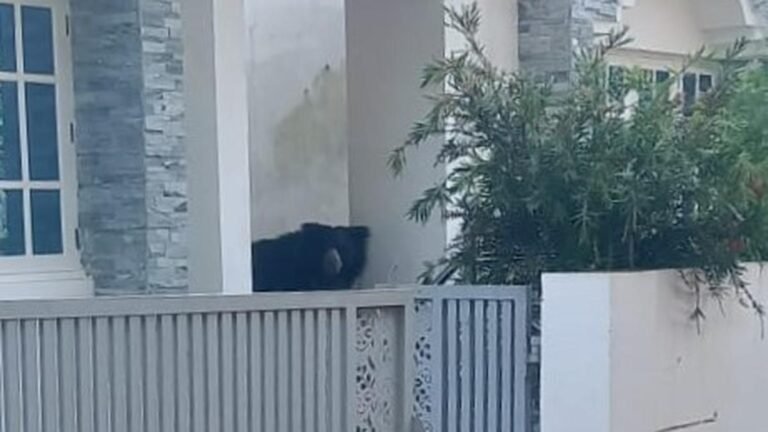 The Forest Department department leaves with a sloth that is annoyed by the inhabitants, shooting videos in Nilgiris