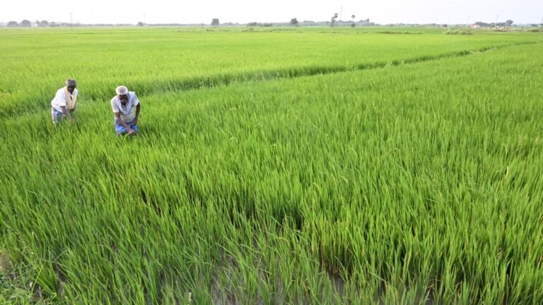 Agricultural activity gains pace in the delta delta for the Kuruvai season