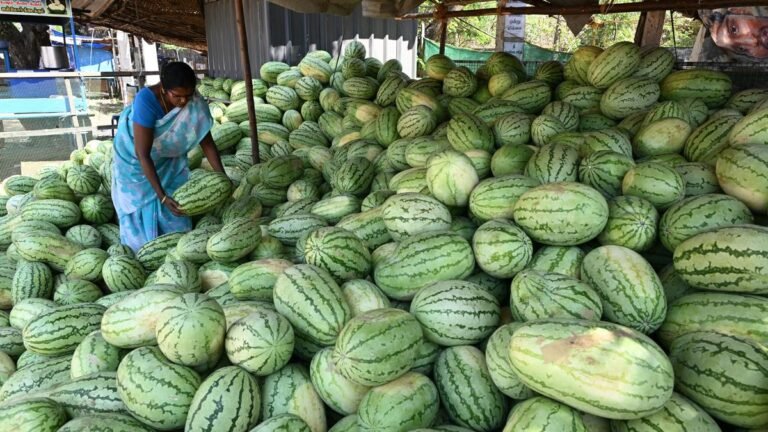 Consider the plea of cultivators of melon for compensation, Madras High Court controls TN Govt