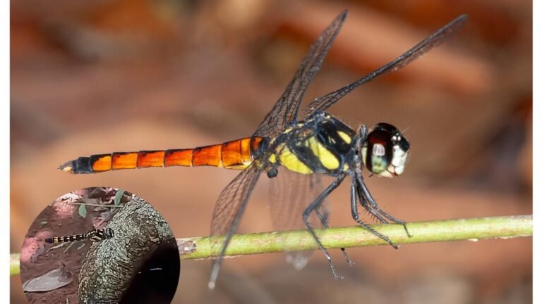 New kinds of dragons lyriothemis abrahami discovered in keral