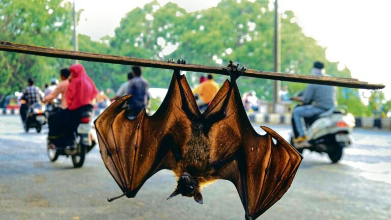 Kerala Nipah warning! Six districts under supervision after the virus claims that the second death in Palakkada | Tech Word News