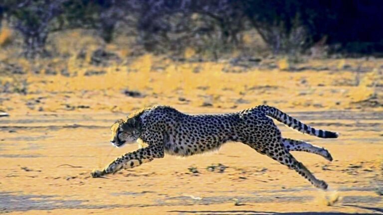 NABHA, GEPARK brought from Namibia, died of injuries in the National Park Kuno | Tech Word News