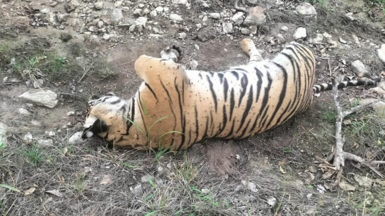 Tiger Deaths in mm Hills: DCF, ACF sent on mandatory holiday