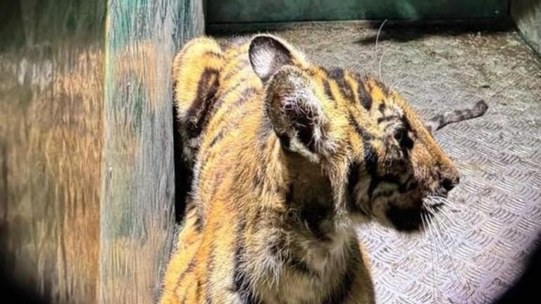 Tiger Cub saved