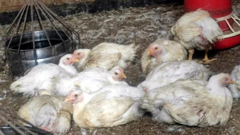 Kerala’s Brojlers of the poultry sector faces a crisis of sustainability at rising cost