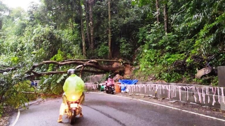 Transport disrupted for more than two hours when the tree falls on the national highway in idukki