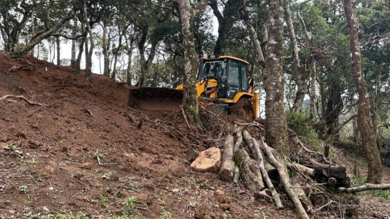 Another case of a massive tree backrest reported from chr