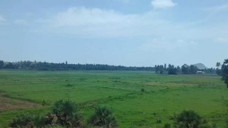 Deficit of collisions will hit the kharife sowing in 11 mandals Vizianagarama