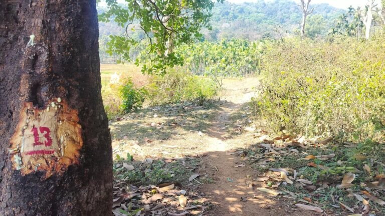 The Sharavathi project gets “in principle” from NBWL, but environmental concerns remain