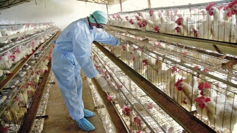 India on high readiness, because 41 outbreaks of bird flu hit 10 countries Tech Word News