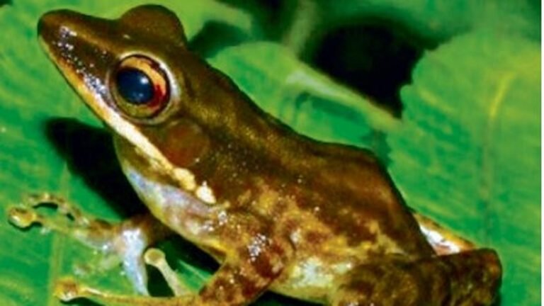 683 species added to the Indian fauna, 433 taxa to its flora in 2024