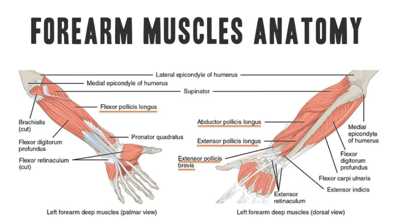 Muscles of forearm anatomy and functions: a complex guide