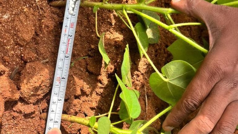 GDP increases cotton revenues in Siddipet, farmers report higher returns despite higher initial costs