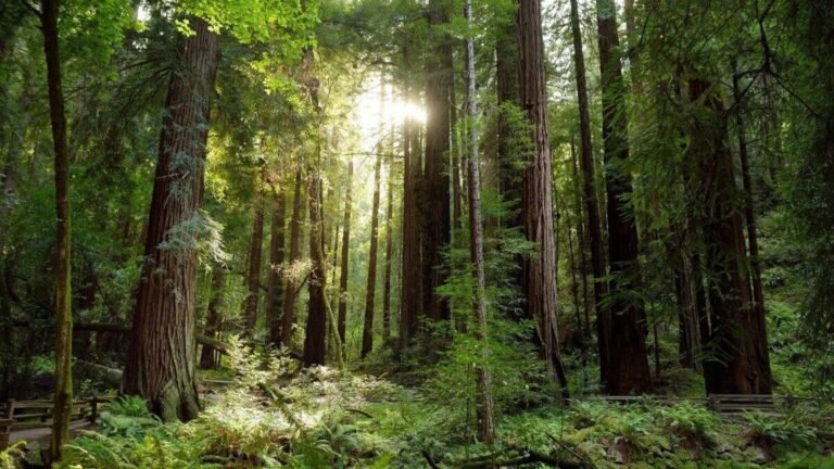 Optical illusion test: Can you find a hidden iguana on this forest scene in just 7 seconds? | Tech Word News