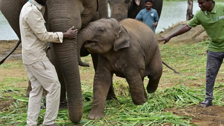 First BBP export: Four Asian Elephants headed to Japan