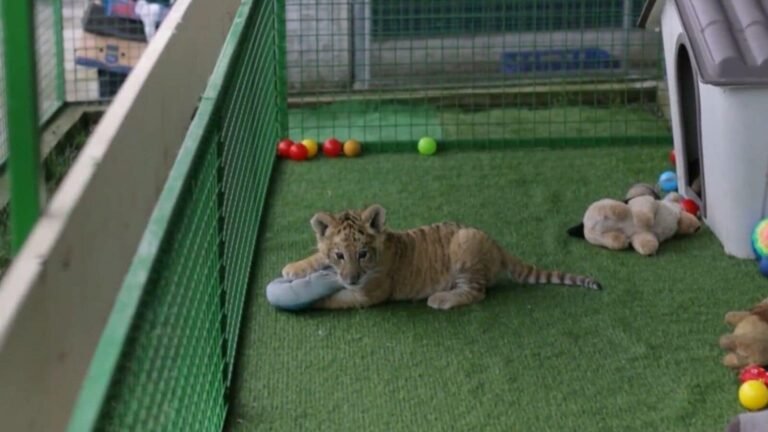 Liger ‘Goliath’, born in a private zoo in Romania, becomes 9 weeks; attracts visitors Watch | Tech Word News