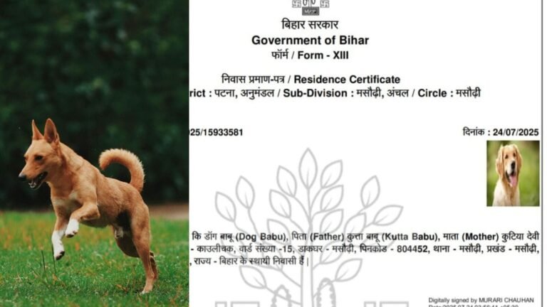 Bizarre! In Bihar, the dog gets a certificate of residence in the middle of the row above the sir; Netizens ask “where is Billi Mausi” | Tech Word News