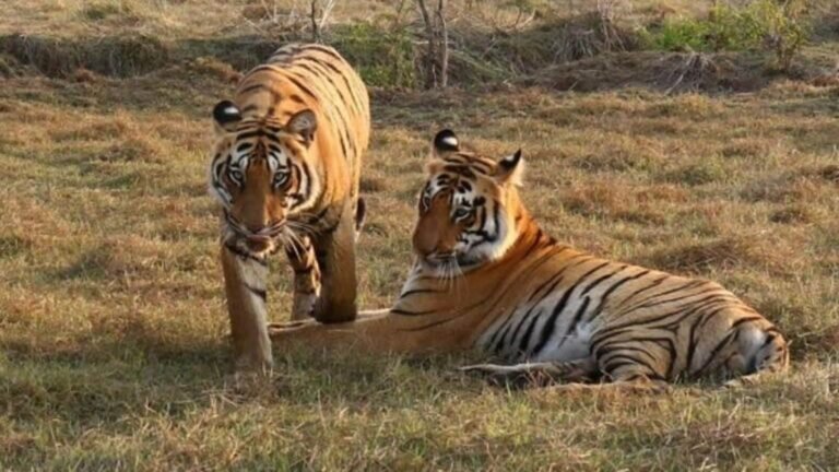 International Tiger Day: Odisha All prepared for the performance of striped predators to Sanctuary Debrigari | Tech Word News