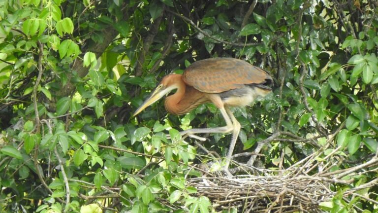 More than 1,000 nests of waterfowl observed in Thiruvananthapuram during the number of heronry