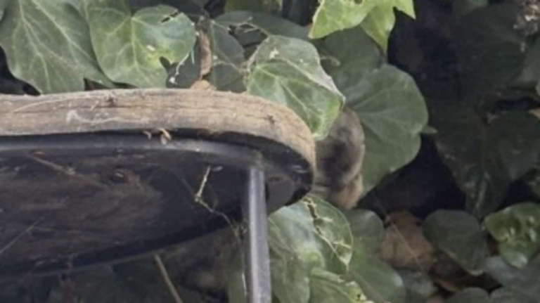 Optical illusion: Can you see a hidden coyot in this picture within 7 seconds? | Tech Word News
