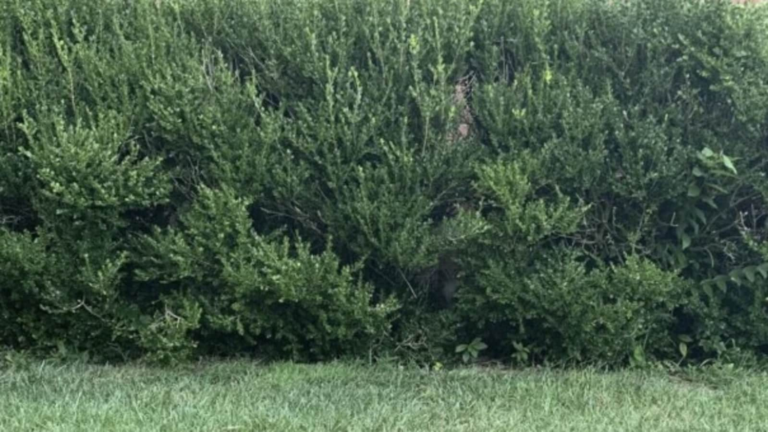 Optical illusion: 95% could not find a hidden cat. Can you solve this puzzle? | Tech Word News