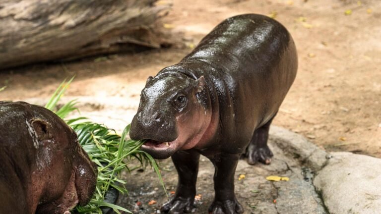 Pygmy Hippo Moo Deng Onders 1: Thailand Khao Kheow Zoo celebrates viral baby hippos with 20 kg cake | In pictures Tech Word News
